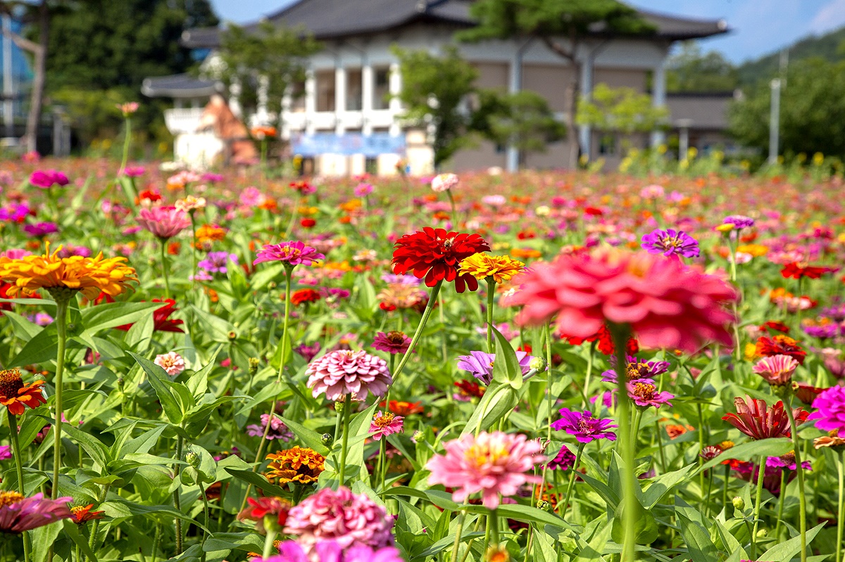경북 영주시 순흥면의 옛 관아터를 환하게 밝히는 백일홍 (영주시제공)