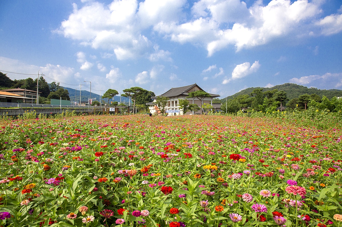 영주시 순흥면의 옛 관아터에  백일홍꽃이 활짝폈다(영주시 제공)