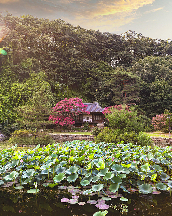 안동 체화정에 배롱나무꽃이 활짝 피며 관광객들의 발길이 이어지고 있다. 붉은 꽃이 뜨거운 날씨를 보내며 더욱 붉어지는 듯하다. 안동시 풍산읍 상리에 위치한 체화정(경상북도 유형문화재 제200호)은 조선 효종 때 진사 만포 이민적 선생이 세운 정자로 학문을 닦던 곳이다. (안동시 제공)