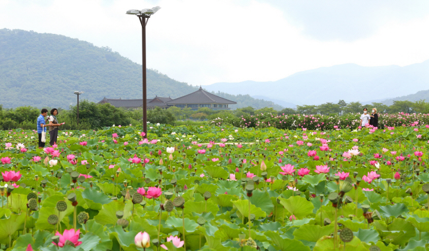 동궁과 월지 앞 연꽃단지 전경.[경주시제공]