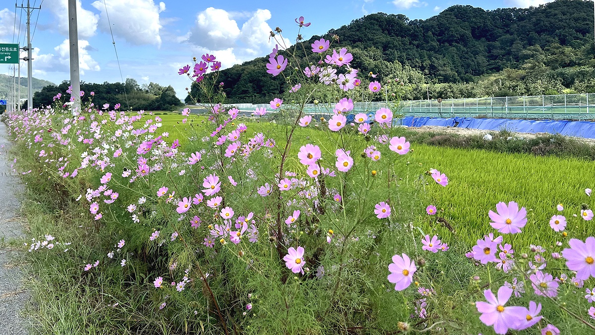 상주시 공성면 초오교차로 연도변 2km 구간에  가을의 전령사 코스모스꽃이 활짝폈다(상주시 제공)