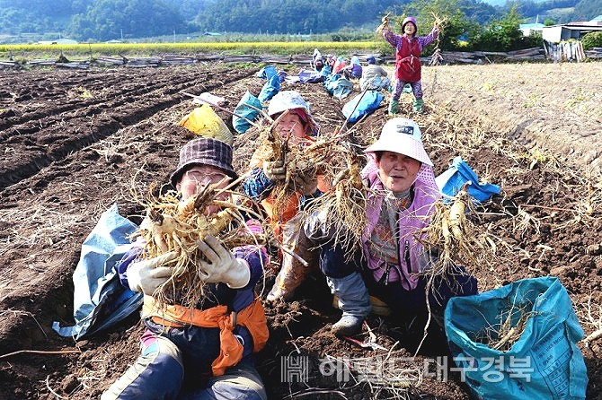 2022영주세계풍기인삼엑스포를 앞두고 인삼을 채굴하던 주민들이인삼을 들고 활짝 웃고 있다.