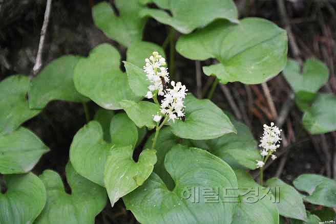 큰두루미꽃 식물체 (출처: Nature)