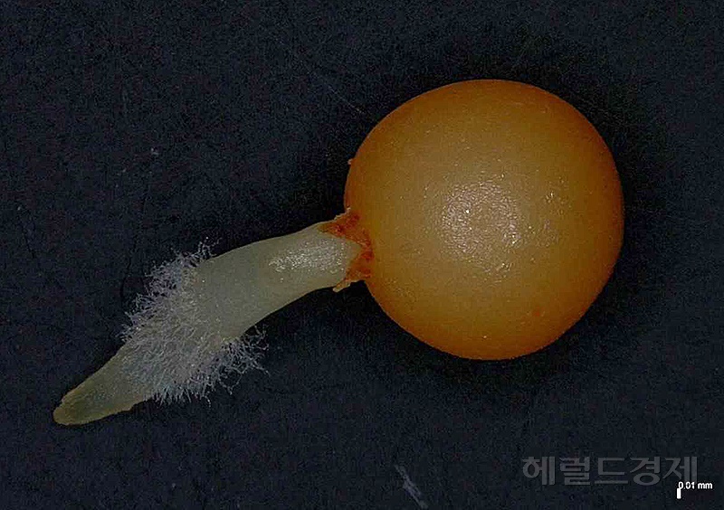 큰두루미꽃 발아모습(국립백두대간 수목원제공)