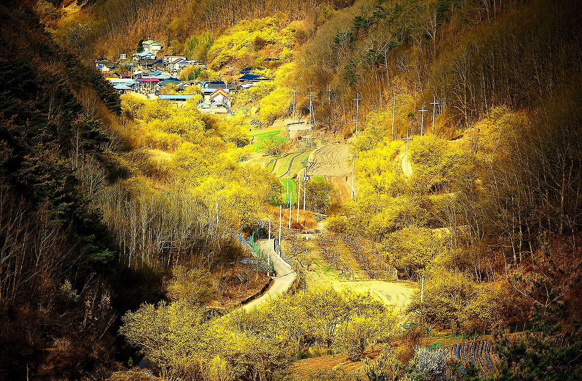 사진부문 대상을 차지한 산수유 마을 (의성군 제공)