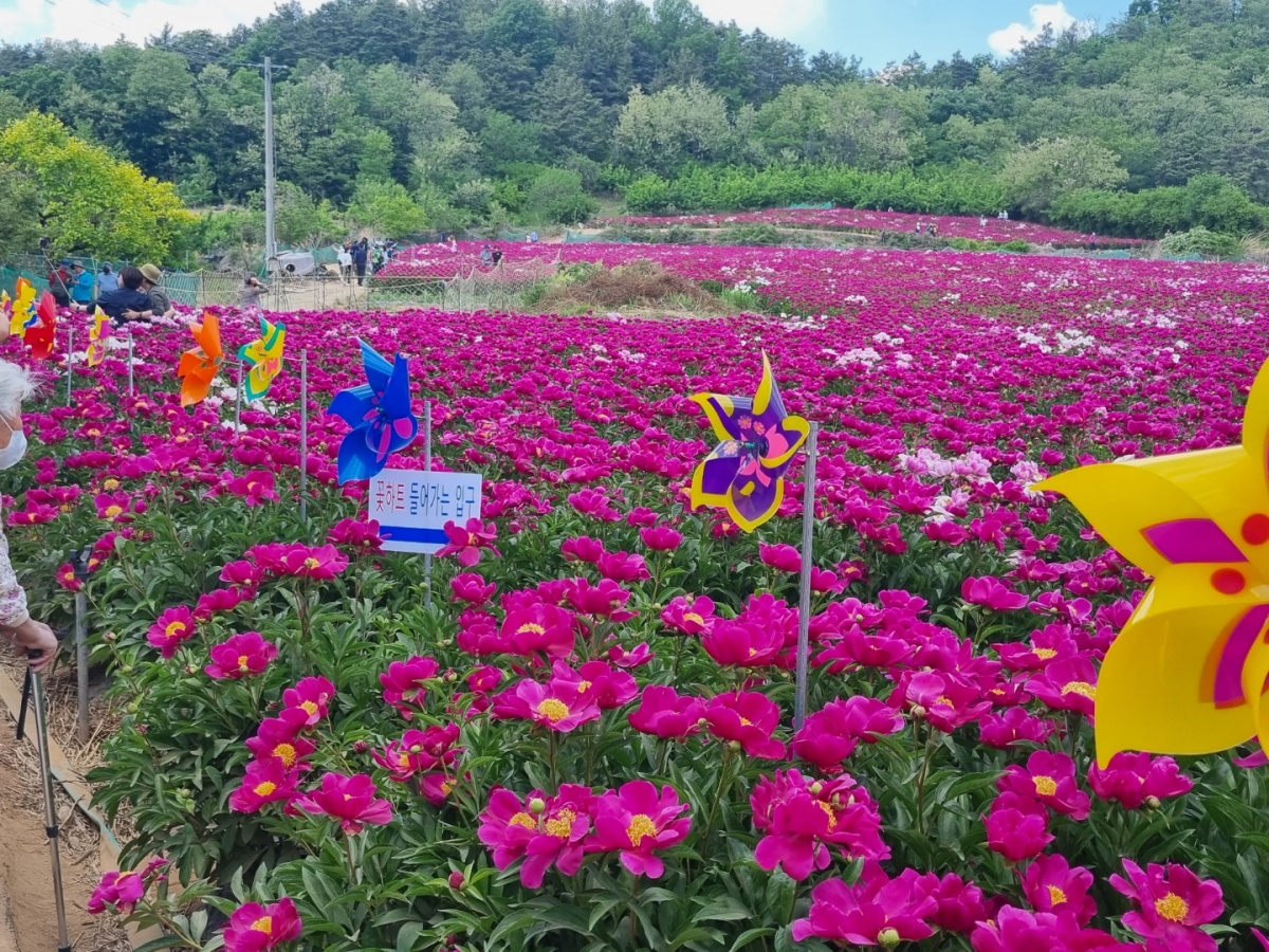 [영천시 제공]