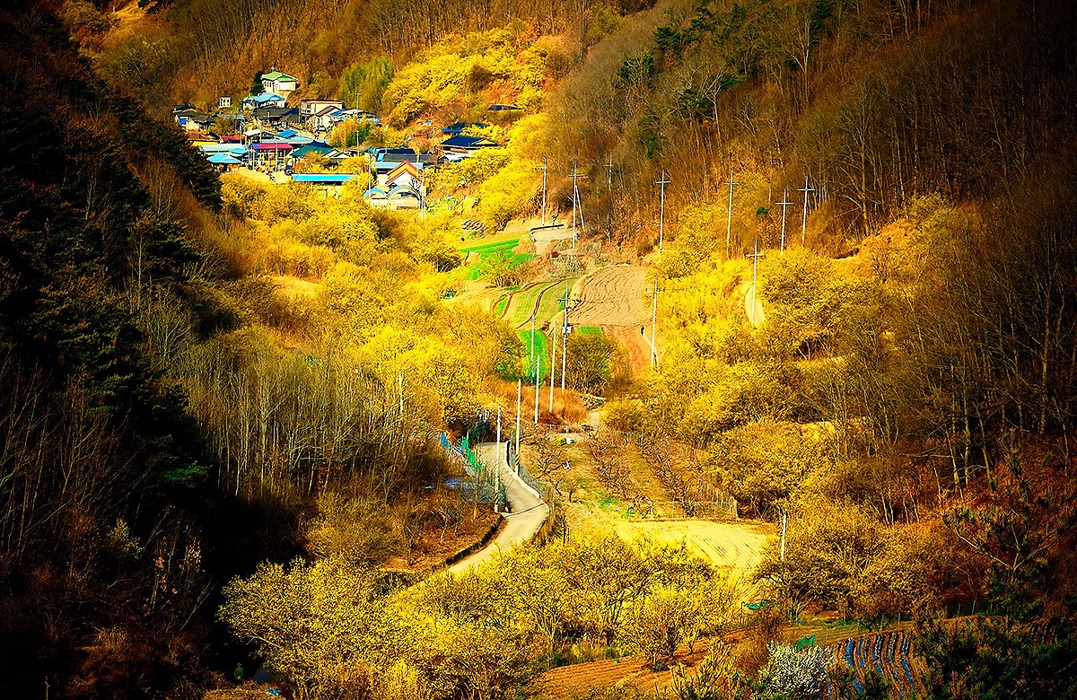 산수유 노거수들이 노란색 꽃을 폭죽처럼 터뜨리는 경관이 아름답기로 유명한의성 산수유 마을(사곡면 화전리 1116)전경