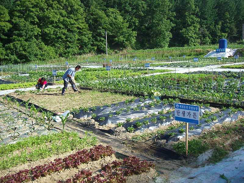 예천군이 예천온천 터에 만든 주말농장 모습(예천군 제공)