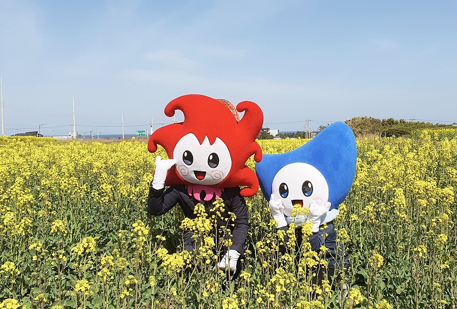 호미반도 경관농업단지 유채꽃밭 전경(포항시 제공)