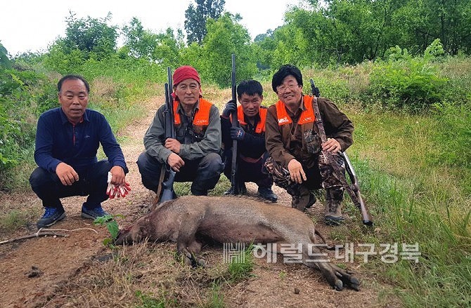 의성군이 야생동물로 인한 농작물과 인명 피해를 최소화 하기 위해 내년 3월까지 유해야생동물 피해 방지단 을 구성, 운영한다.사진은 특정기사 내용과 관계없음
