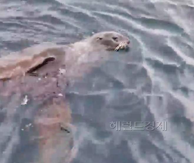 15일 오후 3시쯤 죽도인근 앞바다에 나타난 물개가 작업하는 어선을 돌며 유영하고 있다(독자 제공)