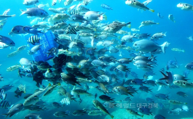 수심 6m  수중전망대에 바라본 바닷속에 다양한 물고기들이 먹잇감을 보고 모여들고 있다(헤럴드 DB)