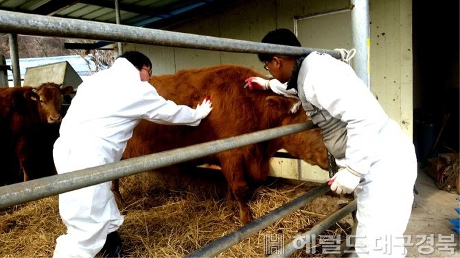 구제역 백신 접종 모습(헤럴드 DB)