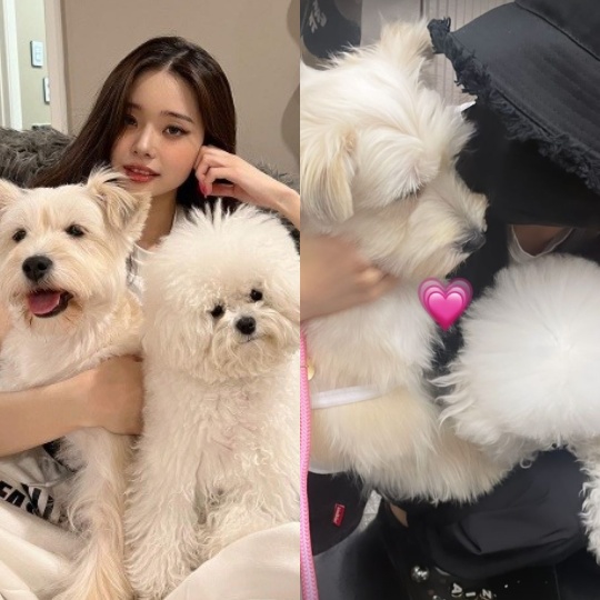프리지아 채널