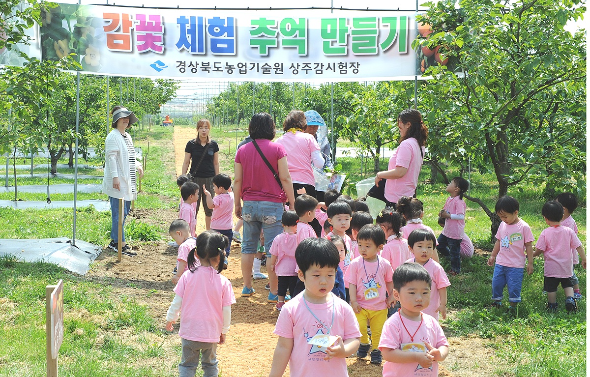 경북농업기술원 상주감연구소가   유치원생과 초등학생을 대상으로 감꽃체험 행사를 연다(상주시 제공)
