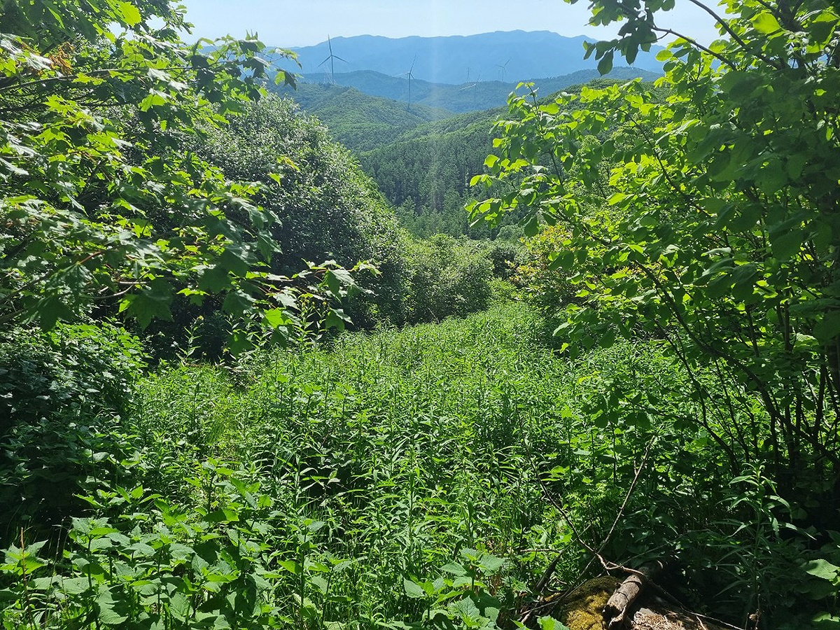 분홍바늘꽃 자생지국립백두대간수목원 제공)