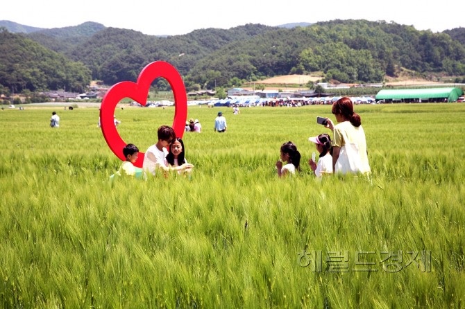 안동 청보리밭에서 가족들이 사진을 찍고 있다(안동시 농업기술센터 이용덕씨 제공)