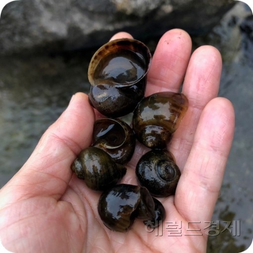 우렁이(헤럴드 DB)