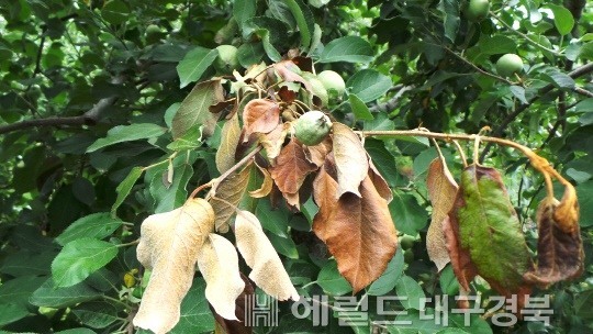 과수화상병 모습(헤럴드 DB)