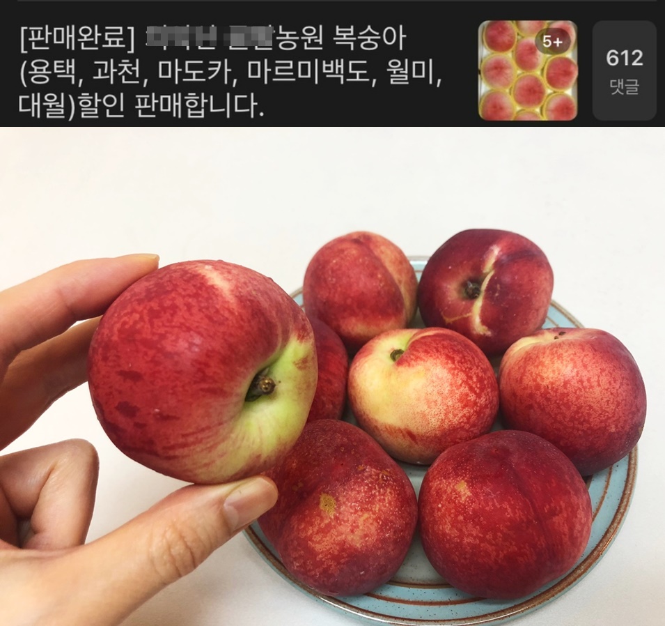 유명 농원의 복숭아 판매 공지에는 수백개에 달하는 댓글이 금새 달린다. [인터넷 커뮤니티 캡처]아래 사진은 신비 복숭아. 육성연 기자