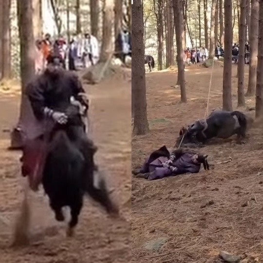 동물자유연대 채널