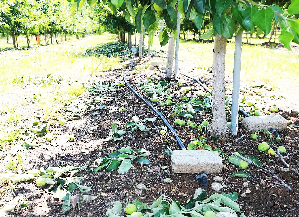 우박피해를 본 사과가 떨어져 있다(영주시 제공)