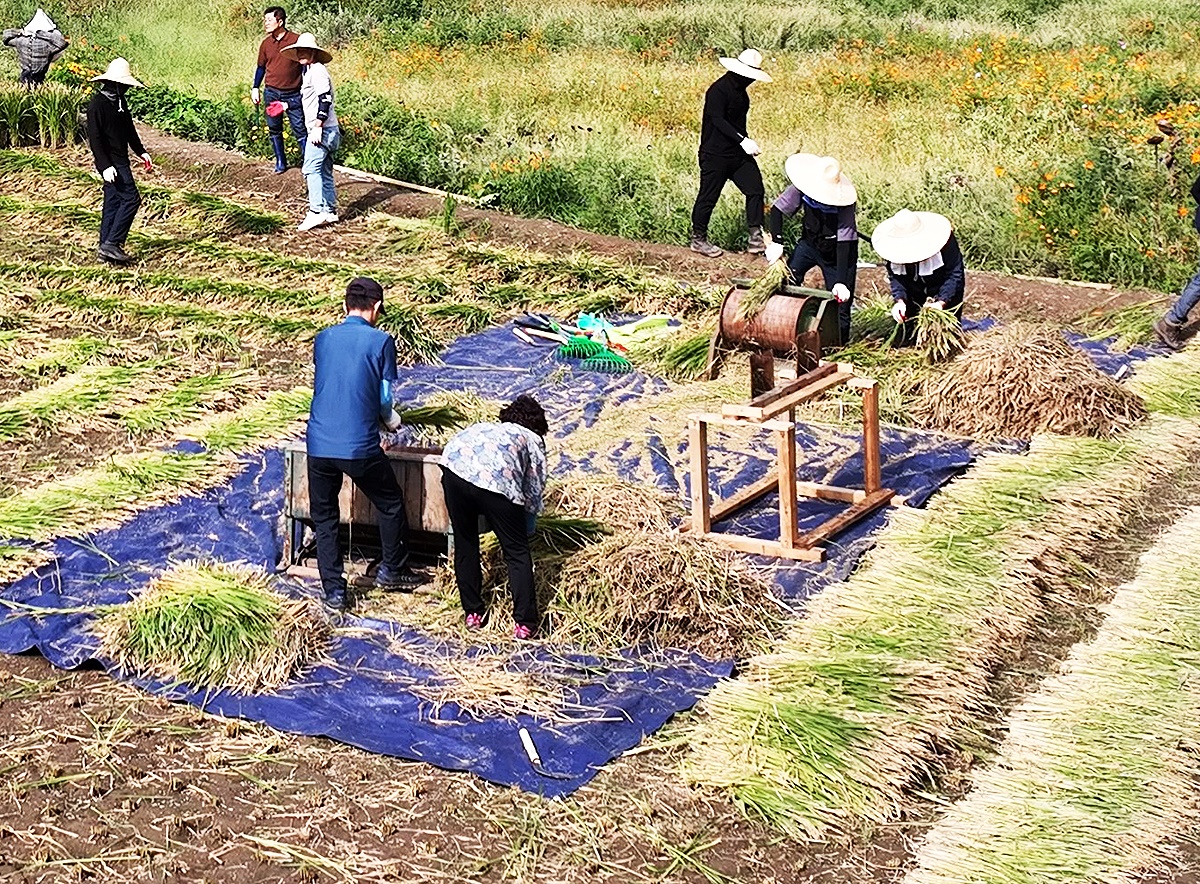 36년만에 울릉도 벼 수확현장에서 족답식 탈곡기로 벼를 탈곡하고 있다.(울릉군 제공)