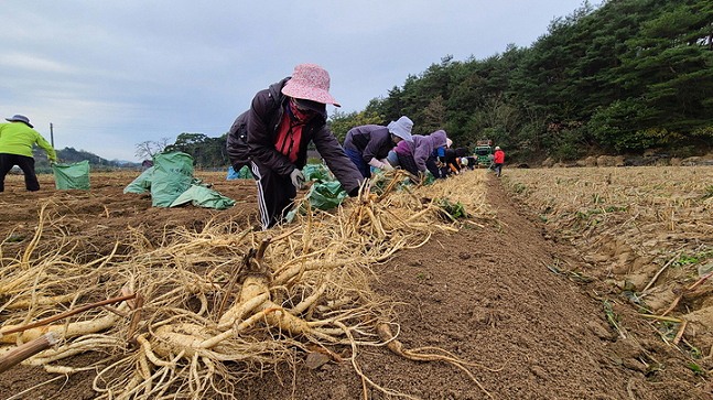 영주 풍기인삼 재배지에서 인삼을 채굴이 한창이다.