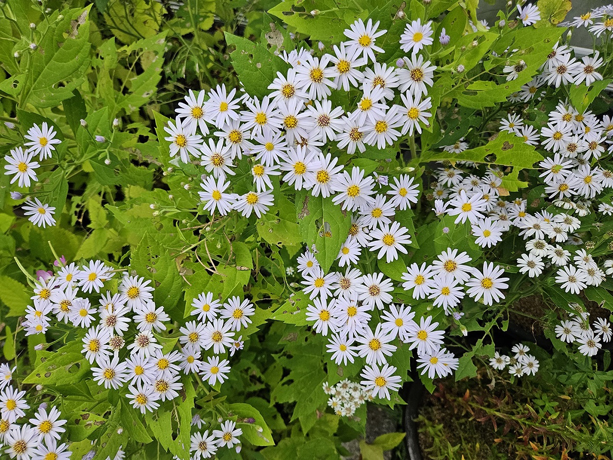 울릉군 추산쑥부쟁이 꽃(국립 백두대간 수목원 제공)