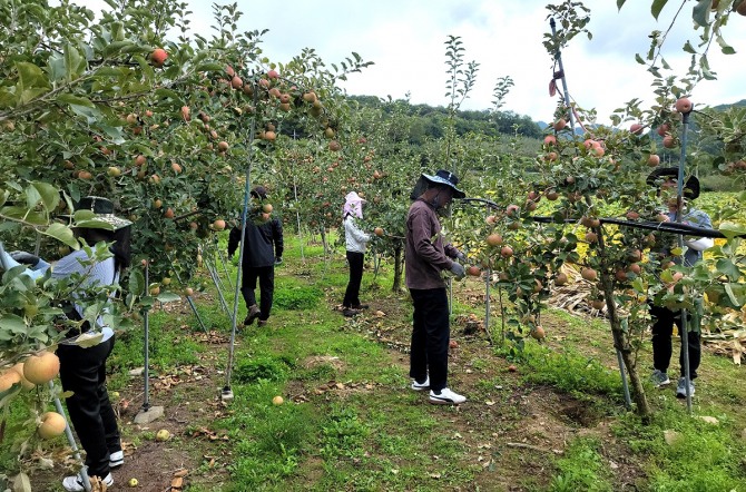 의성군이 11월 24일까지 수확기 농촌 일손돕기에 나선다(의성군 제공)