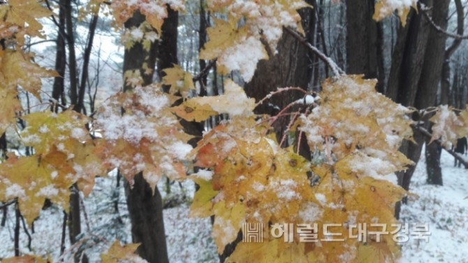 13일 울릉도에 첫눈이 내렸다.(사진=독자제공)