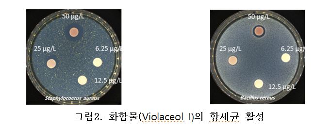 화합물의 항세균 활성 그림.[국립낙동강생물자원관 제공]