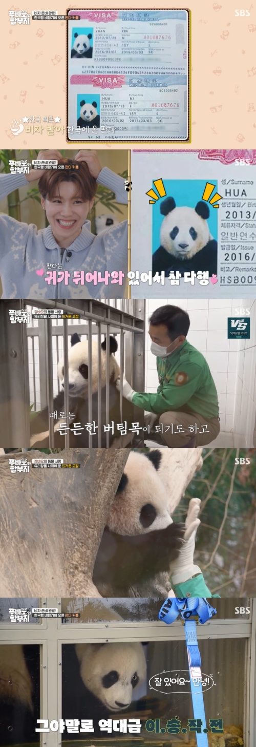 SBS ‘푸바오와 할부지’ 방송화면 캡처
