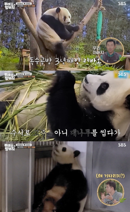 SBS ‘푸바오와 할부지’ 방송화면 캡처