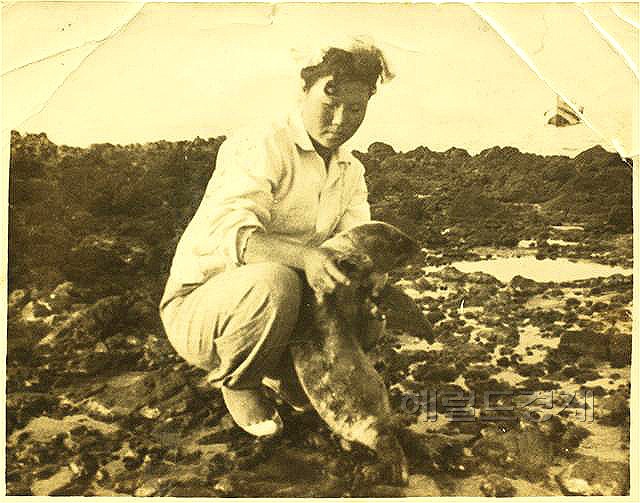 1950년대 경북 울릉군 독도에서 강치 새끼를 잡고 있던 해녀 김공자씨 모습. (경북도 제공)