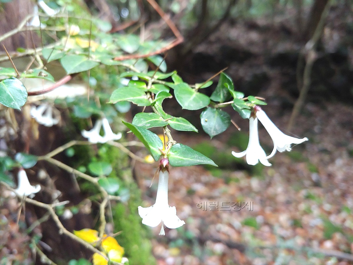 [기고] 한국 자생식물 이야기〈24〉 호자나무(Damnacanthus indicus C.F.Gaertn.) - 헤럴드경제