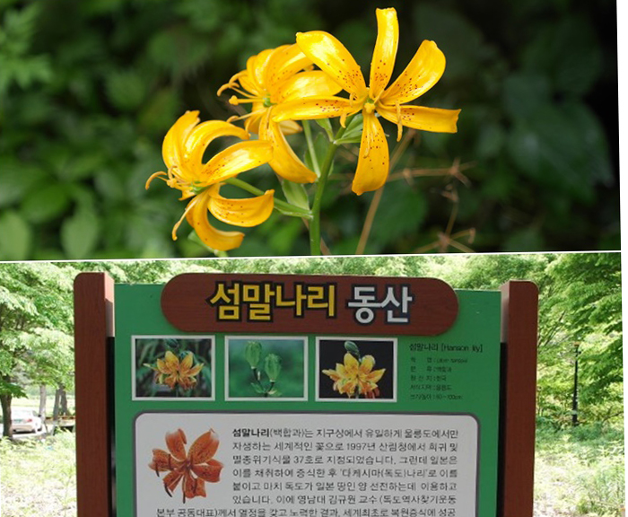 섬말나리 꽃과 ‘섬말나리 동산’ 안내판