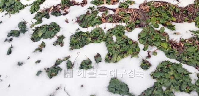 22일  울릉도 사동의 한 농가 산채밭에는 하얀 눈 이불을 벗삼아 봄을 기다리는 부지깽이 나물이 강인함을 보여주고 있다.(독자  제공)