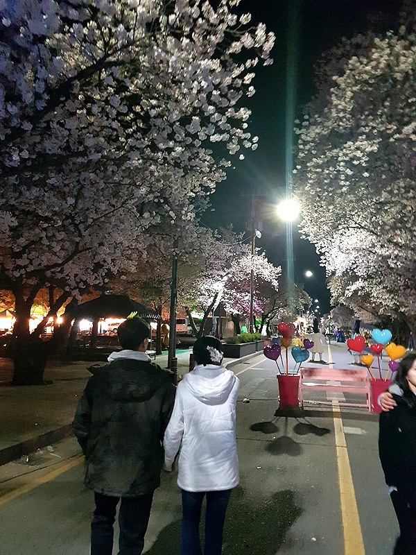 화려한 벚꽃길로 유명한 경북 안동시 낙동강변에 다정한 연인이 벚꽃 길을 거닐며 봄의 정취를 만끽하고 있다.(사진=김성권 기자)