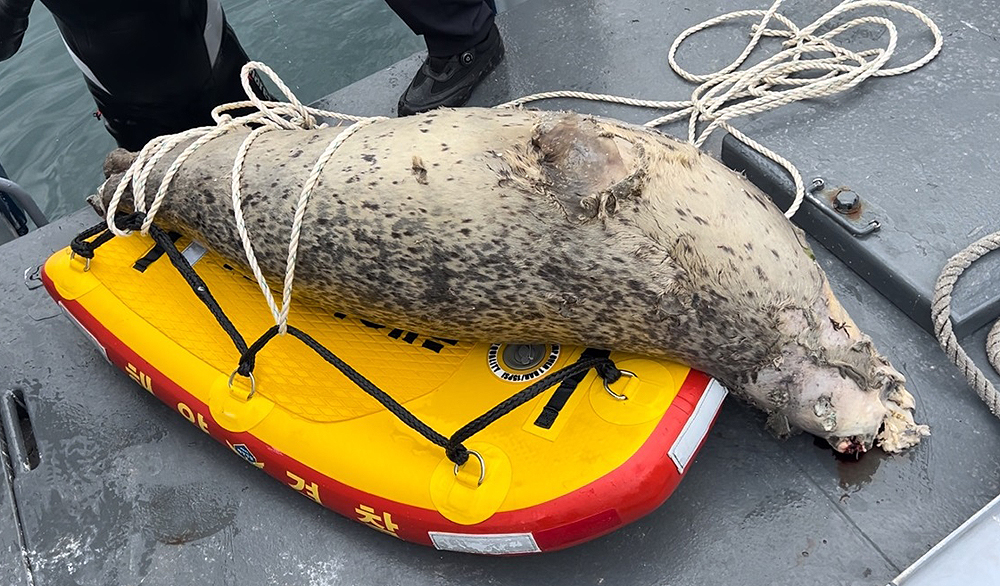 울진군 후포항 여겍선 터미널 내항에서 죽은채 발견된 천연기념물 점박이 물범(울진해경 제공)