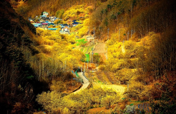 산수유 노거수들이 노란색 꽃을 폭죽처럼 터뜨리는 경관이 아름답기로 유명한의성 산수유 마을(사곡면 화전리 1116)전경
