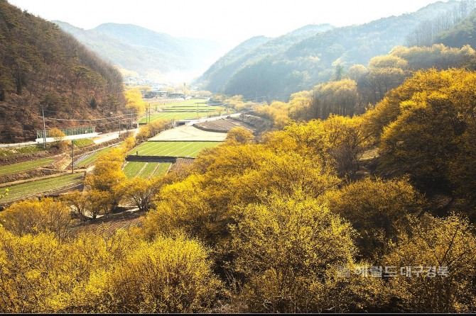 노란 봄빛으로 물든 산수유 마을로 소문난 의성군 사곡면 화전리 마을 (의성군 제공)