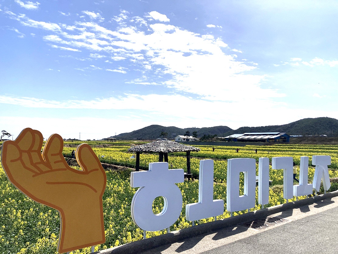 노란 물결이 일렁이는 호미곶 유채꽃 단지 (포항시 제공)