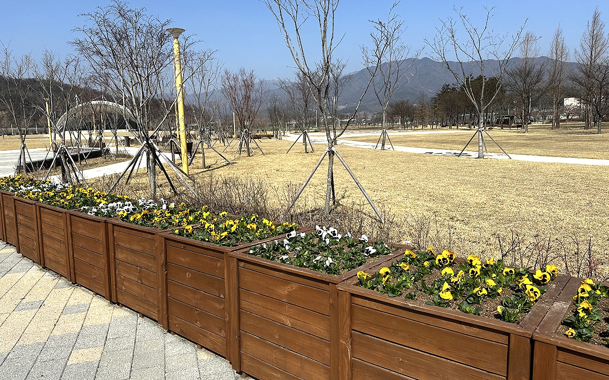 영주시가 도심 지역의 길가 화분에 화사한 팬지꽃을 식재 해 시민들에게 볼거리를 제공하고 있다(영주시 제공)
