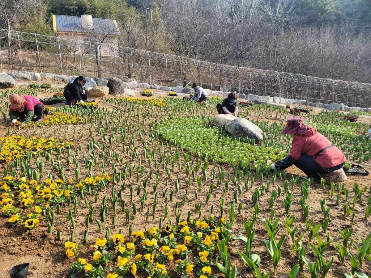 [고령군 제공]