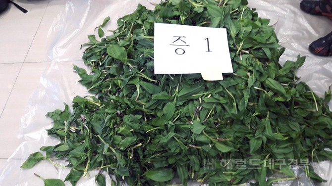 불법 채취로 압수한 명이나물(남부지방산림청 제공)