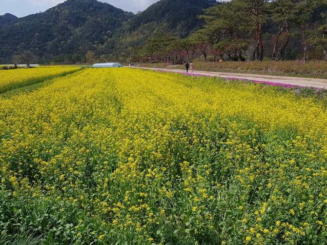 경북 예천군 용궁면 회룡포에 핀 유채꽃이 노란 향연을 펼치며 관광객들을 발길을 사로잡고 있다( 헤럴드 DB)