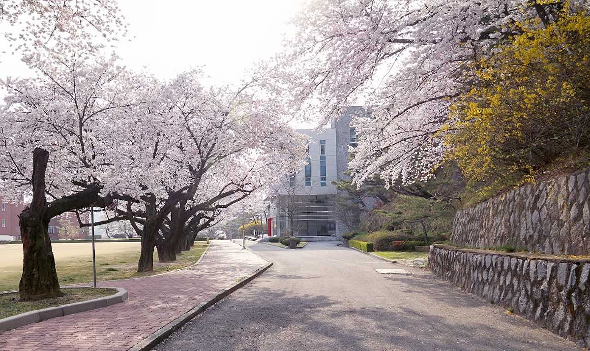 경북 전문대가 벚꽃 시즌을 맞이해  3일부터 7일까지 대학 캠퍼스를 개방한다.(경북 전문대 제공)
