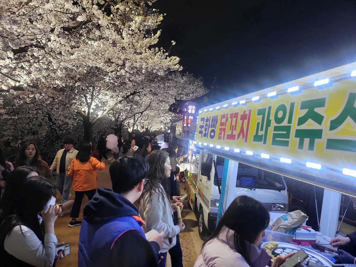 벚꽃이 만개한 영주 원당천 일대에는 볼거리와 먹거리로 가득해 많은 사람들의 발걸음이 이어지고 있다(사진=김성권 기자)