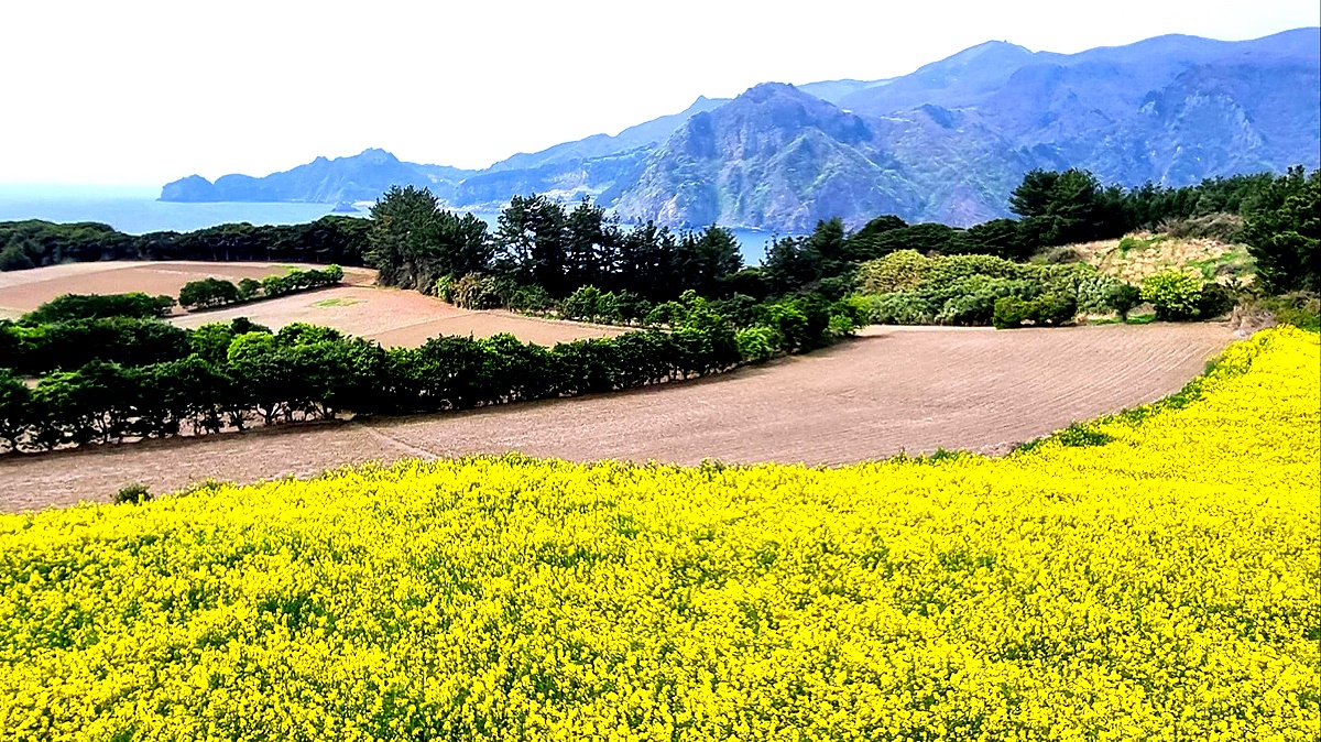 울릉도 형제섬 죽도가 노란 유채옷을 갈아입고 상춘객을 유혹하고 있다(울릉군 제공)